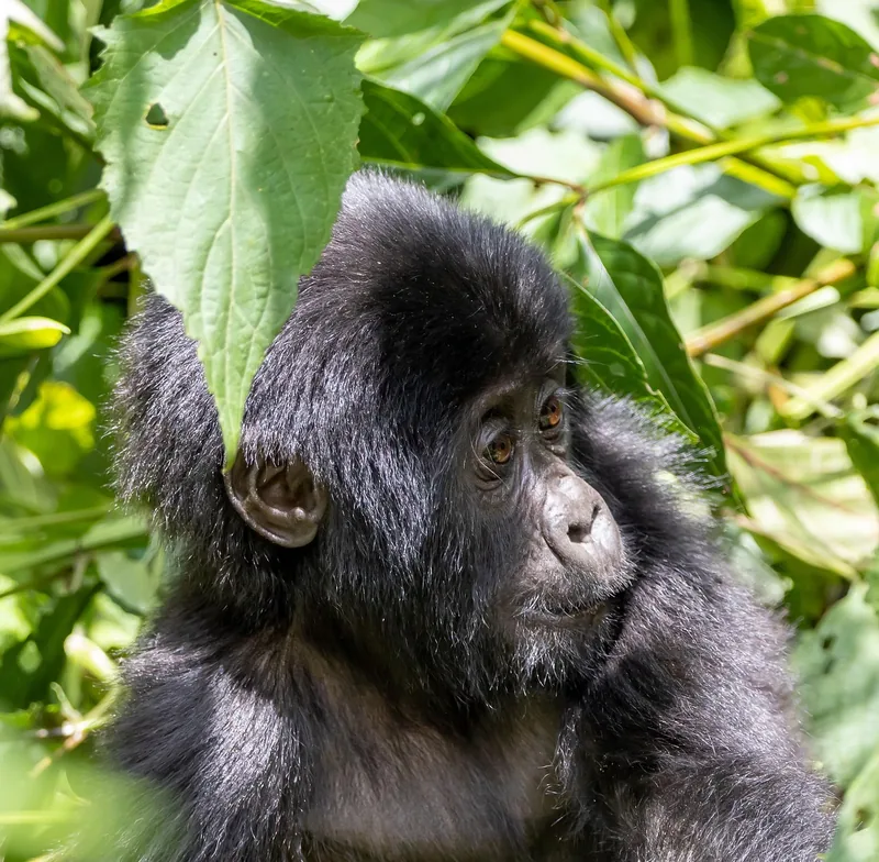 4-Day Bwindi Impenetrable, Lake Volcanoes NP Budget Tour - Rwanda gallery image