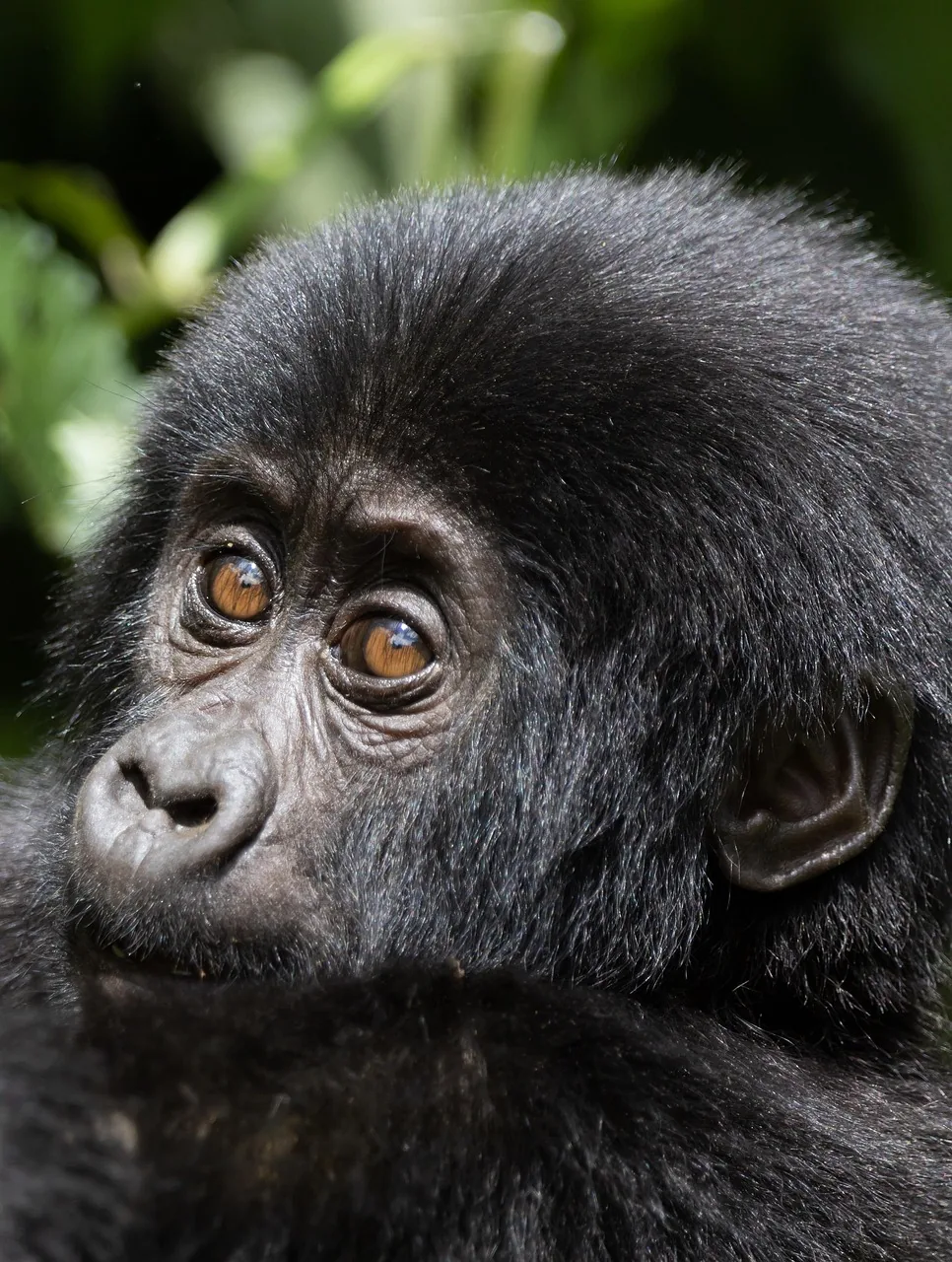 7-Day Gorilla & Bisoke Volcano Hiking hero photo