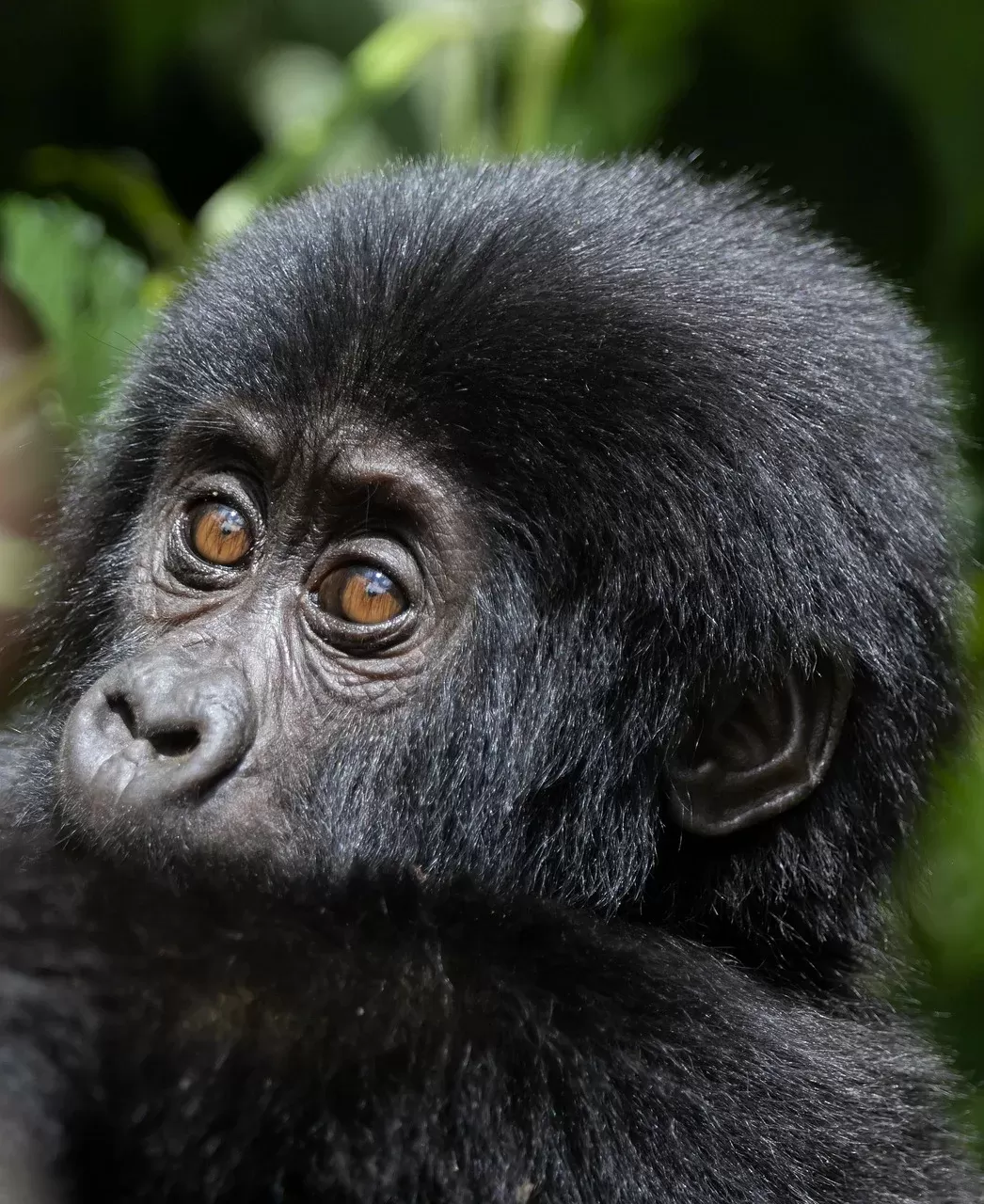 3-Day Unforgettable Wild Experience-Uganda hero photo