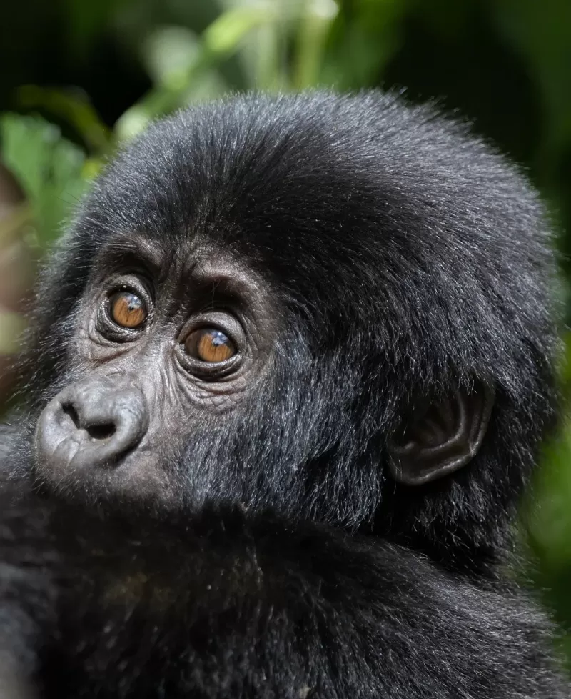 3-Day Unforgettable Wild Experience-Uganda