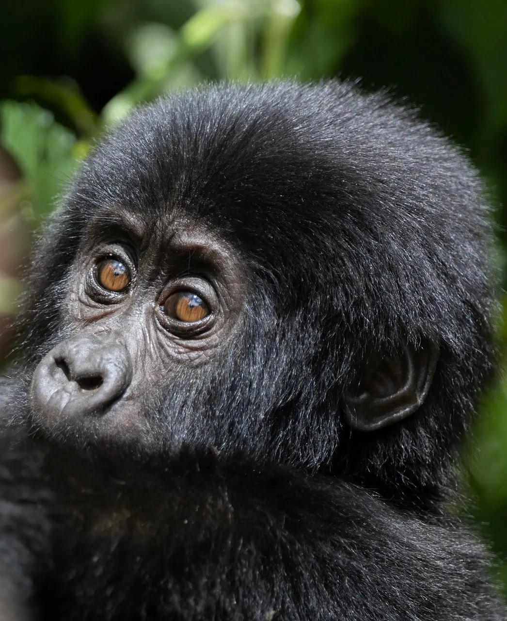 3-Day Murchison Falls Safari and Ziwa Rhino Tracking -Uganda gallery image