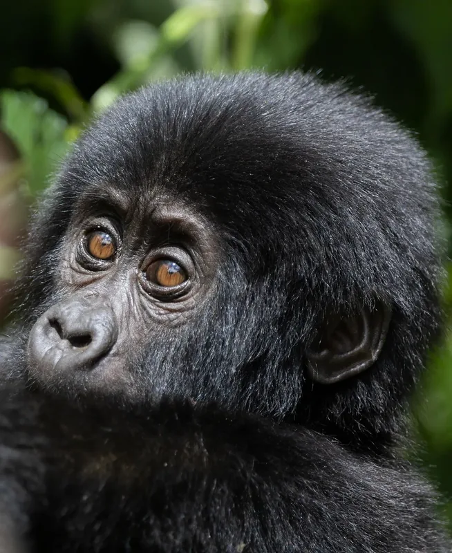 4-Day Murchison Falls, Chimpanzee and Rhino Tracking-Uganda