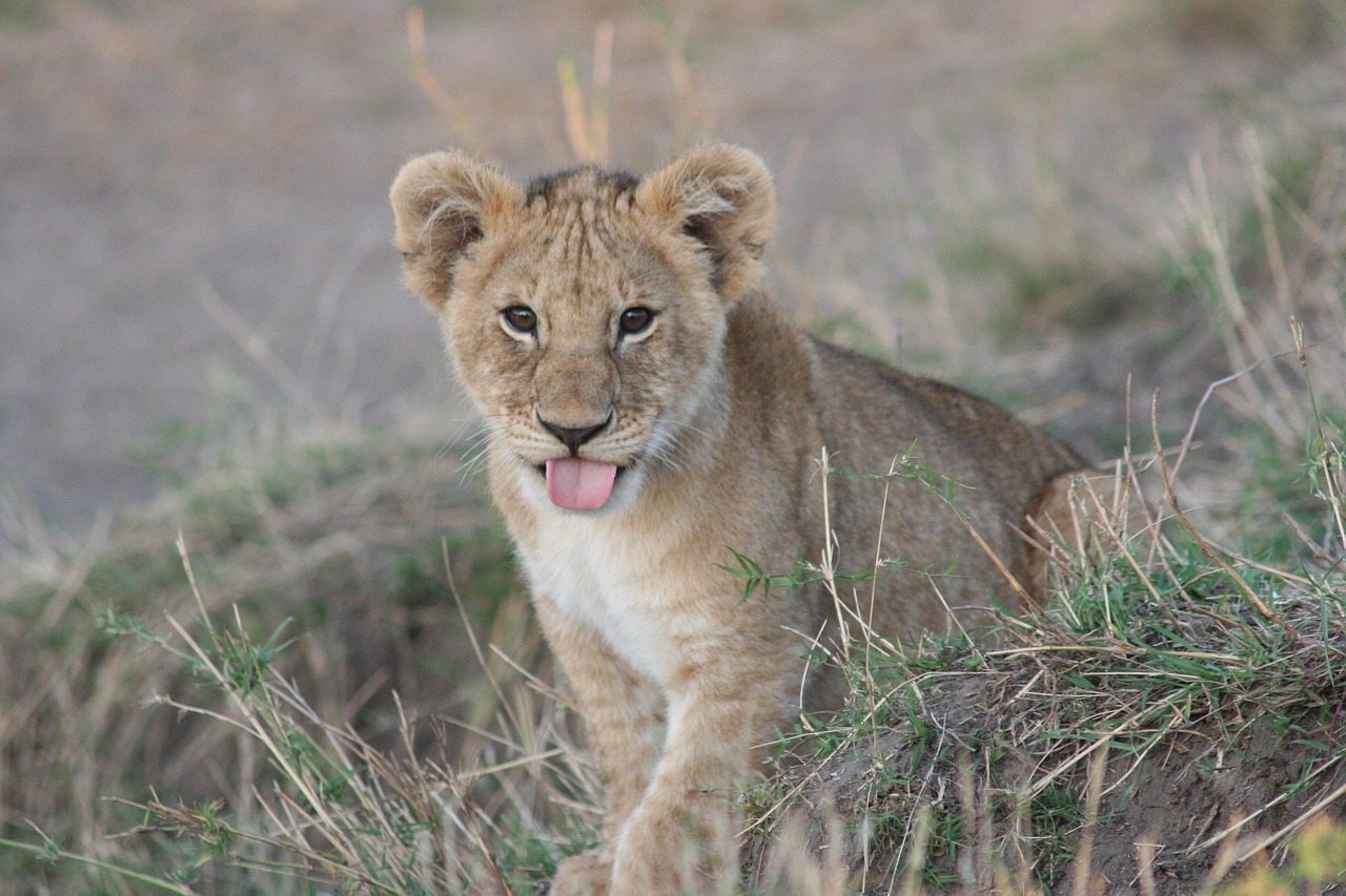 1-Day Dar-Mikumi Group Safari Through Sgr Train + Car - Tanzania safari gallery image