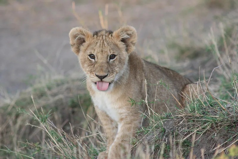 ½-Day Mikumi National Park - Halfday Tour  - Tanzania safari