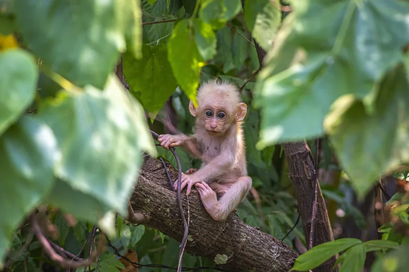 3-Day Volcano Golden Monkey and Bwindi Gorilla Trek - Rwanda gallery image