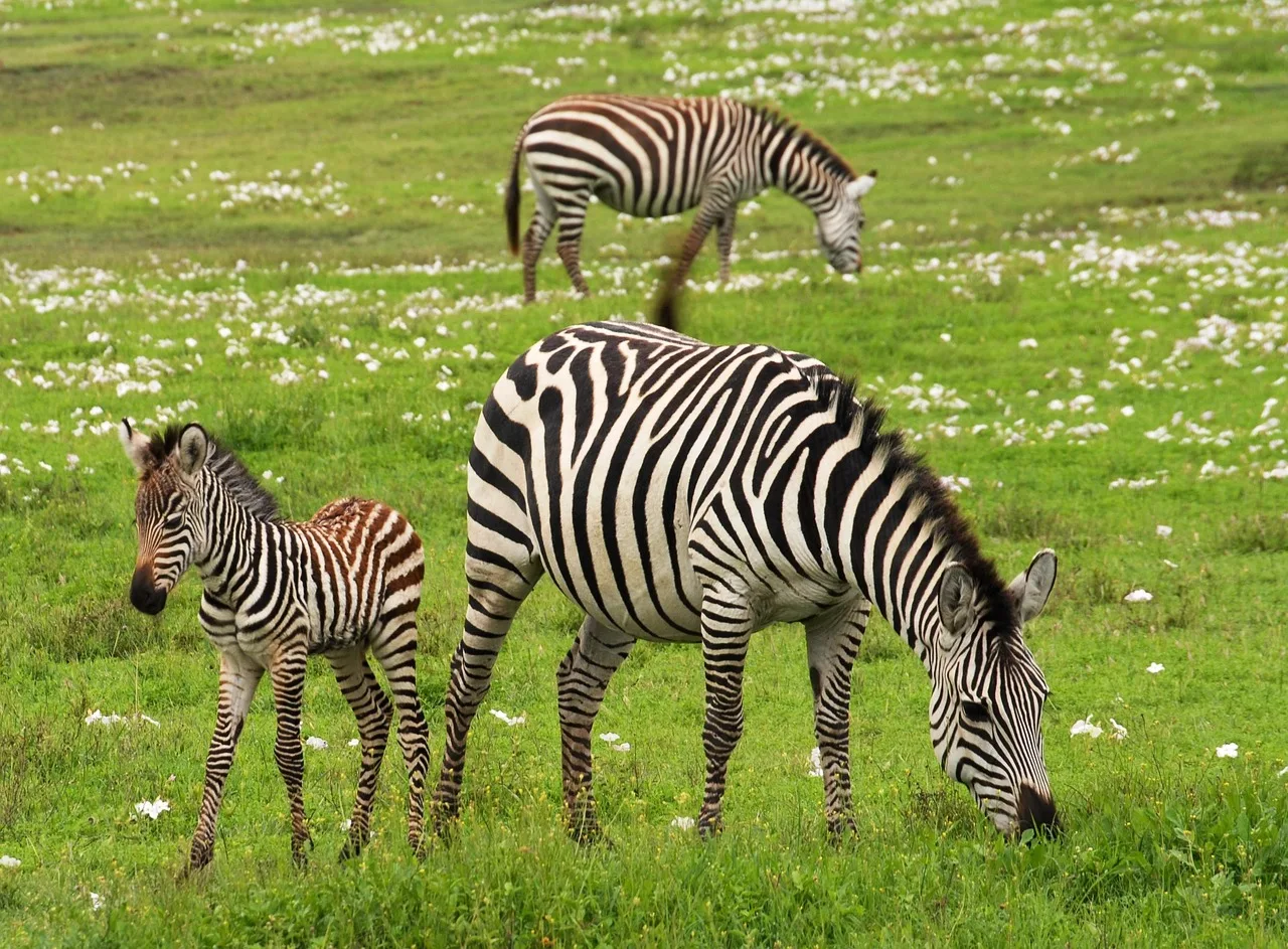 5-Day Okavango Delta & Boteti River Tented Safari gallery image