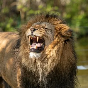 7-Day Ultimate Safari Spectacle - Kenya safaris gallery image