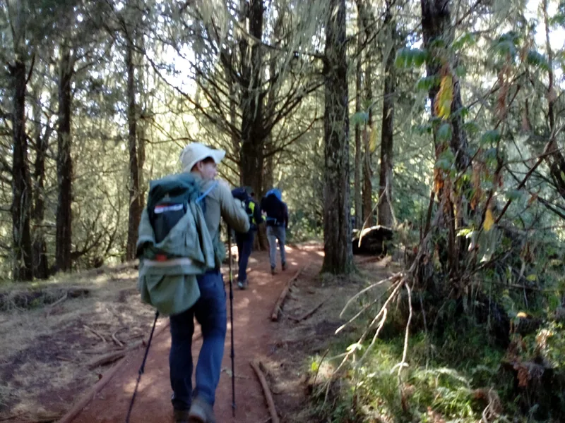 1-Day Best Kilimanjaro Hiking Tour via Marangu Route - Kilimanjaro