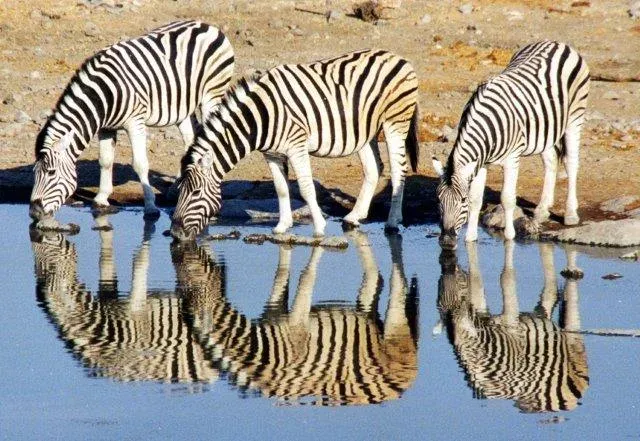 9-Day Malawi Wildlife, Lake and Culture