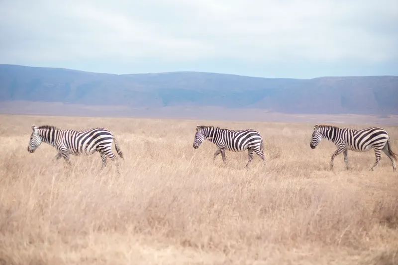 Unforgettable 4-Day Visiting All Best Park Private Safari - Tanzania safari gallery image