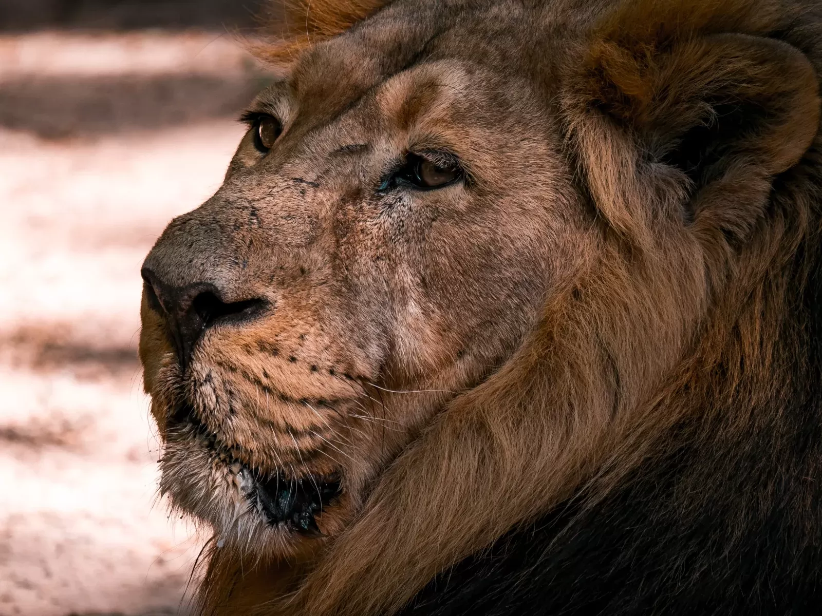 5-Day Harar and Awash National Park hero photo