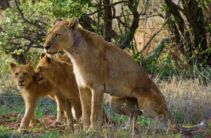 3-Day Serengeti and Ngorongoro - Tanzania safari