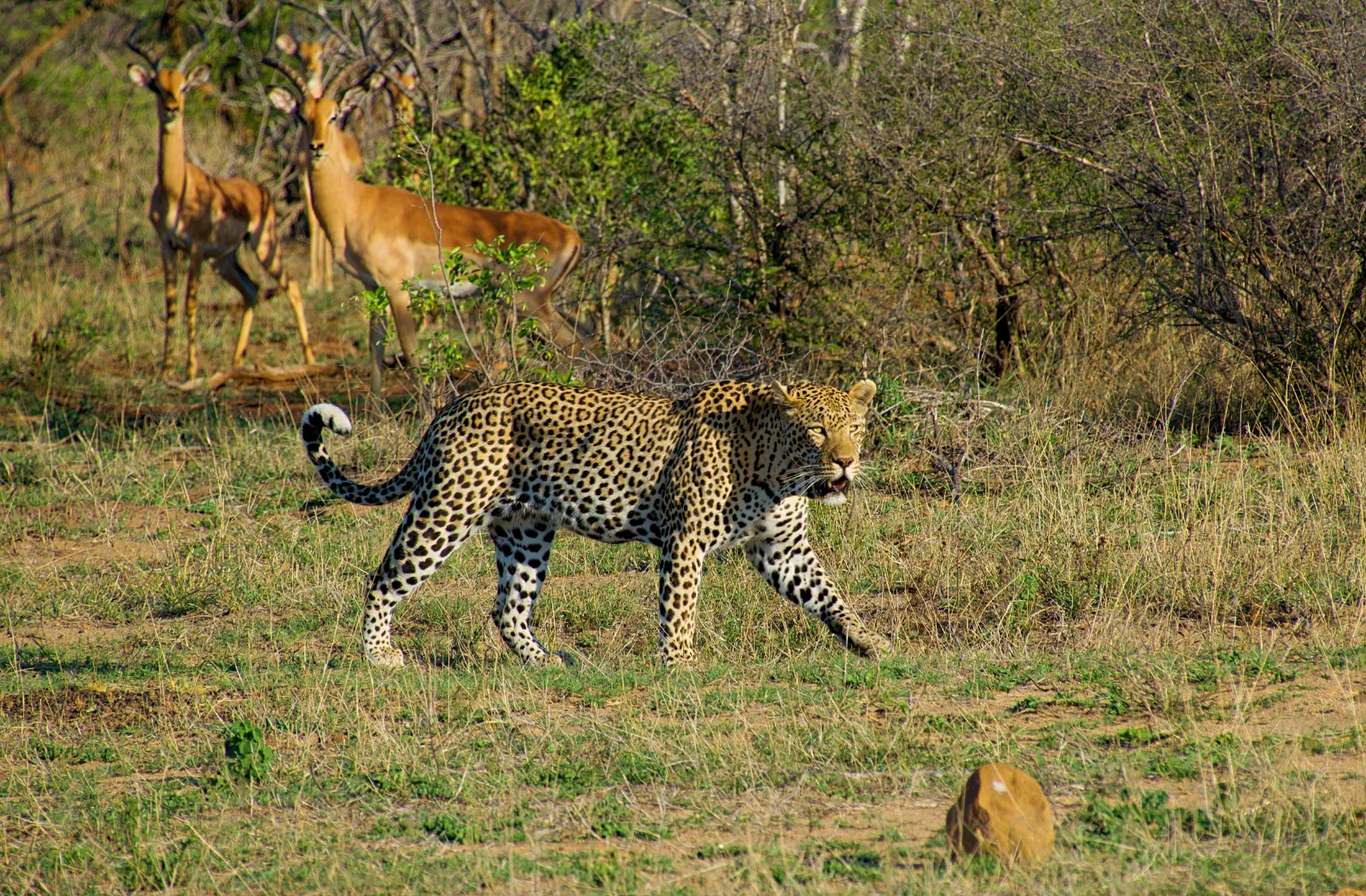 3-Day Serengeti and Ngorongoro - Tanzania safari gallery image