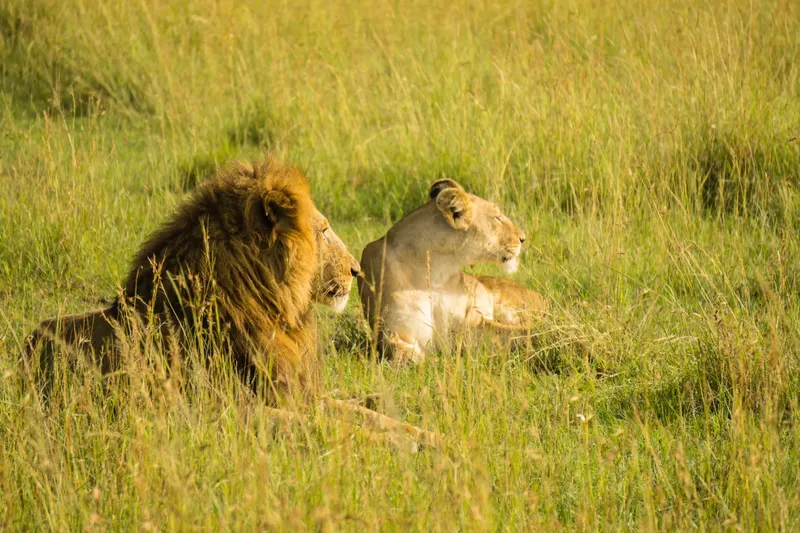 1-Day Wasini Dolphin Trip - Kisite Mpunguti Island - Kenya tours gallery image