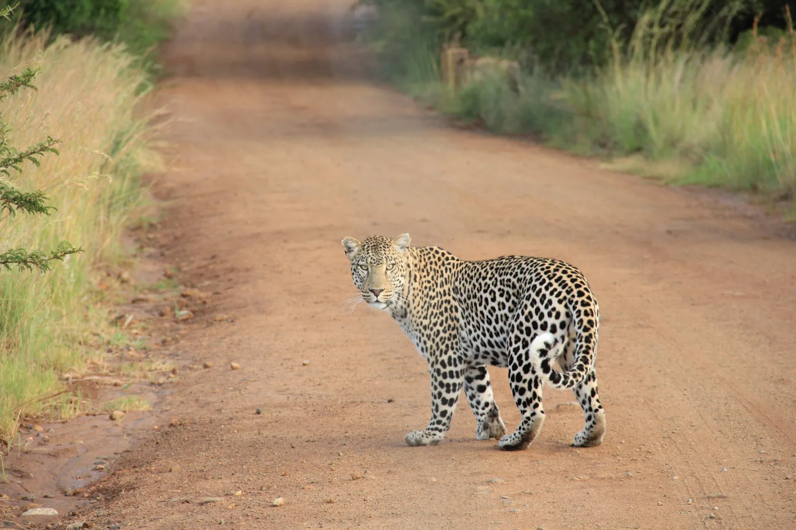 ½-Day Tour to Nairobi National Park - Kenya safaris gallery image
