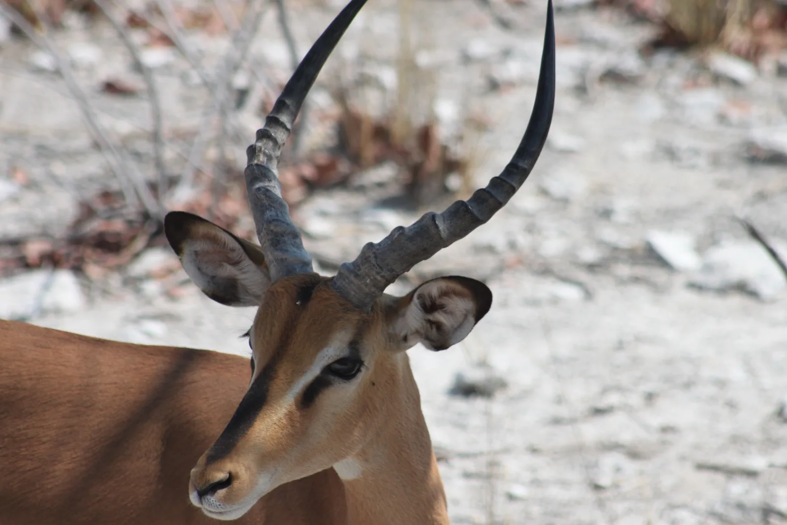 ½-Day Tour to Nairobi National Park - Kenya safaris gallery image