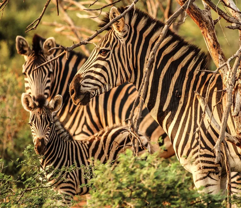 1-Day Wasini Dolphin Trip - Kisite Mpunguti Island - Kenya tours gallery image