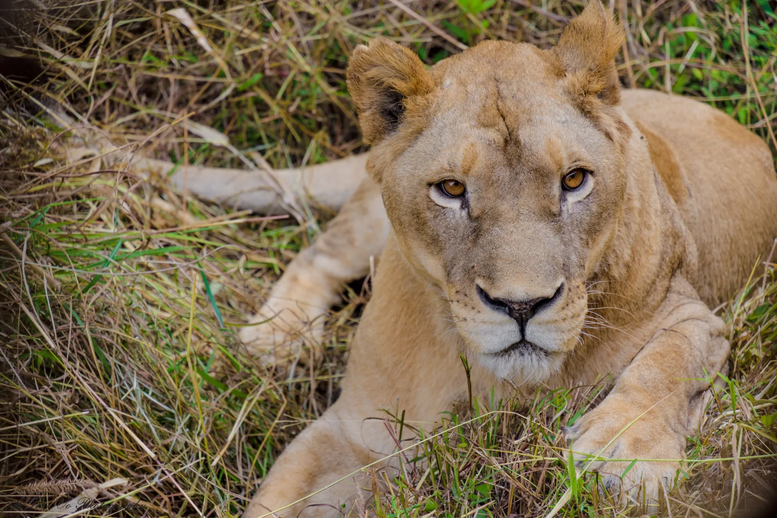 ½-Day Tour to Nairobi National Park - Kenya safaris gallery image
