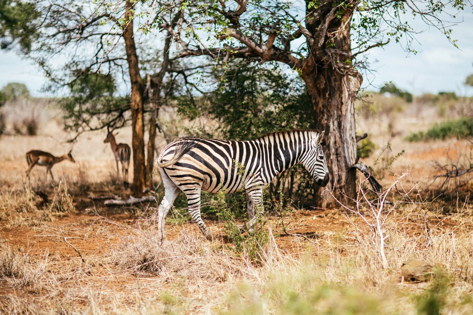 ½-Day Tour to Nairobi National Park - Kenya safaris gallery image