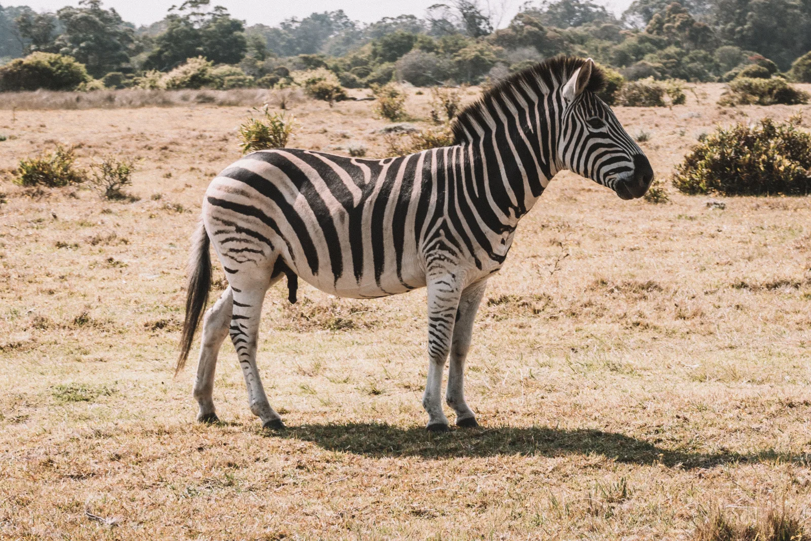 1-Day Wasini Dolphin Trip - Kisite Mpunguti Island - Kenya tours gallery image