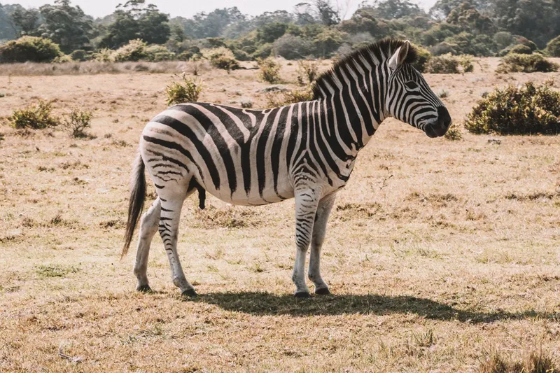 1-Day Wasini Dolphin Trip - Kisite Mpunguti Island - Kenya tours gallery image