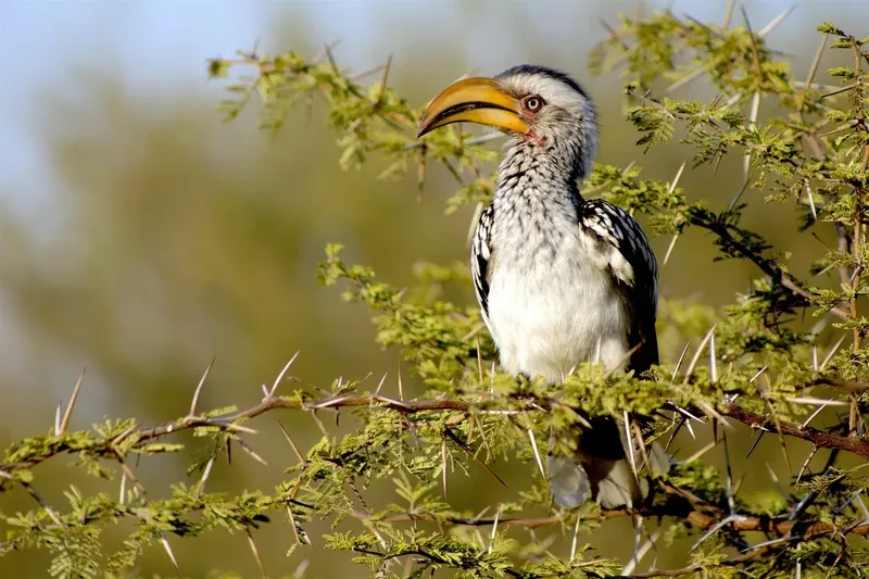 1-Day Mikumi National Park from Dar Es Salaam - Tanzania safari gallery image