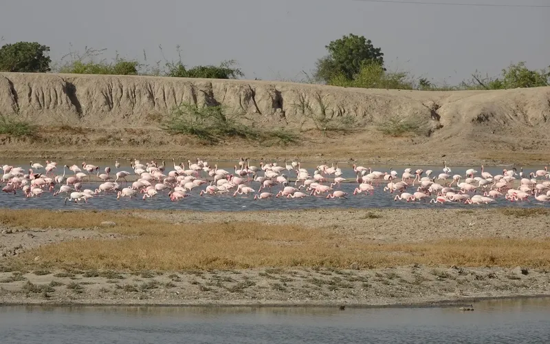 1-Day Short & Sweet Safari from Dar City - Mikumi NP ' - Tanzania safari gallery image