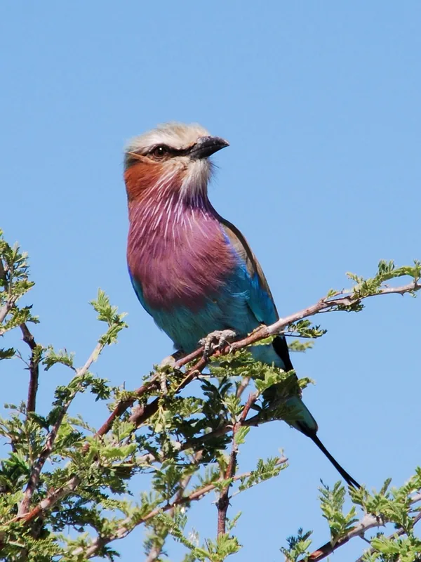 8 Days Phenomenal Diverse Landscapes of Botswana Safari gallery image