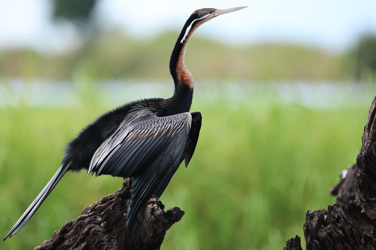 11 Days Botswana Eagle Group Camping Safari gallery image