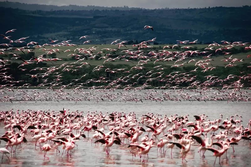 14-Day Luxury Kenya and Tanzania Grand Tour with Zanzibar - Kenya & Tanzania safari gallery image