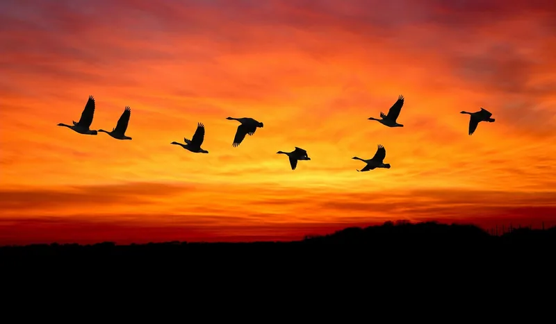 1-Day Flying Zanzibar to Mikumi NP, Full Day Game Drive - Tanzania safari