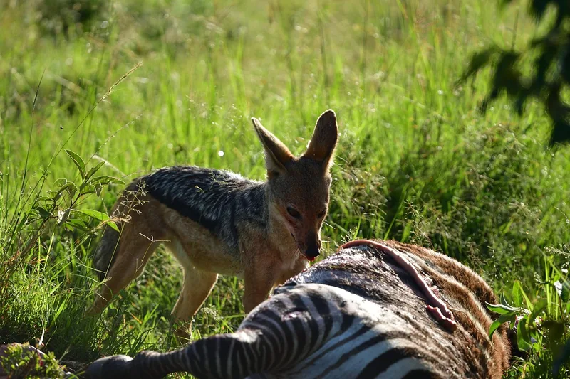 1 Day Experience Mikumi National Park with Return Fights - Tanzania safari