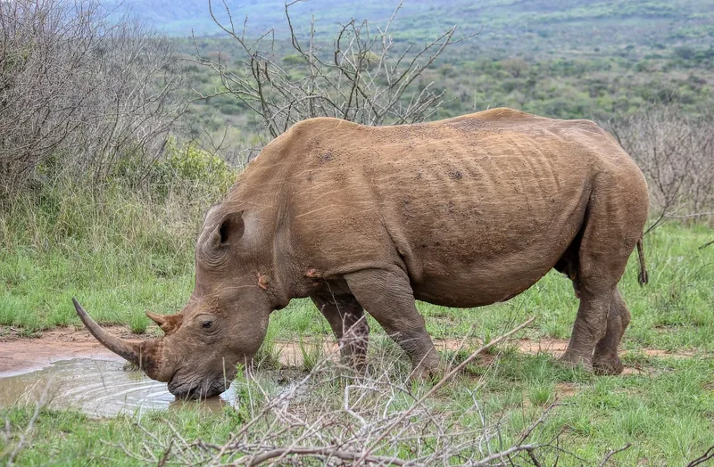 2-Day | Private Tour Tarangire NP & Ngorongoro Crater - Tanzania safari