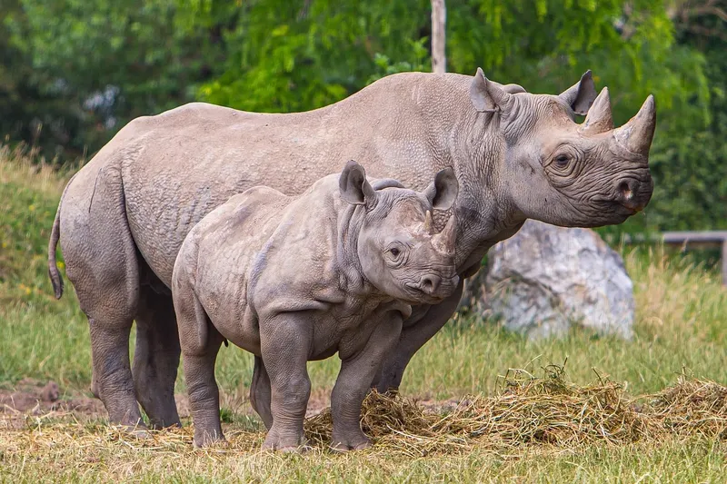 Discounted Majestic 10-Day Mid Luxury Beach Holiday & Safari in Tanzania - Tanzania safari