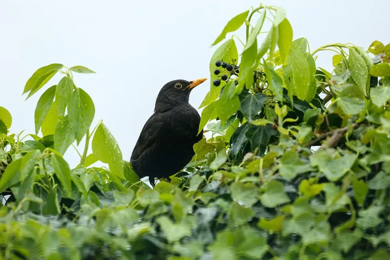 14-Day Luxury Kenya and Tanzania Grand Tour with Zanzibar - Kenya & Tanzania safari gallery image