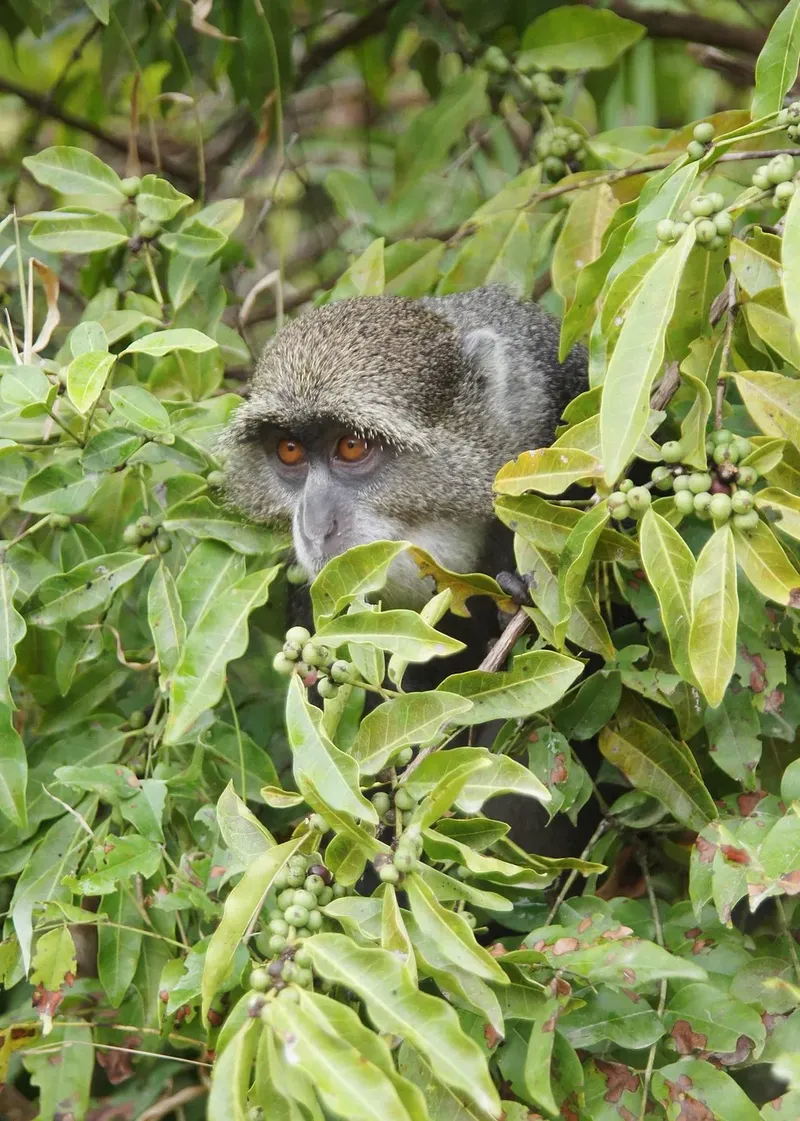 10-Day Private Budget Safari & Zanzibar Beaches - Tanzania safari gallery image
