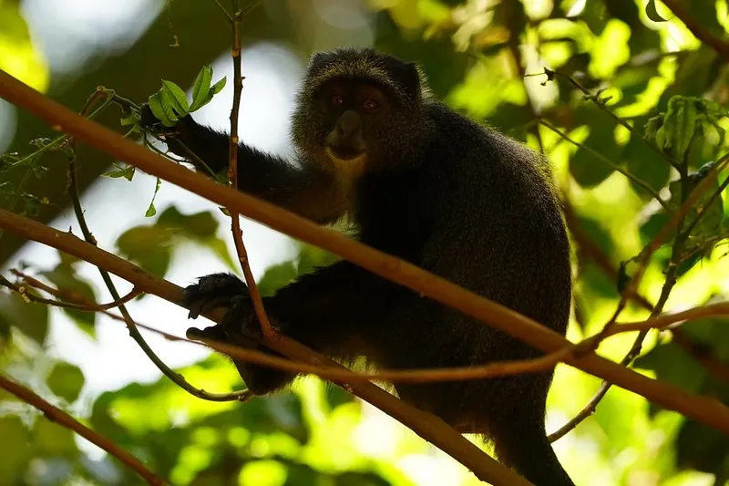1-Day Day Trip Lake Manyara National Park