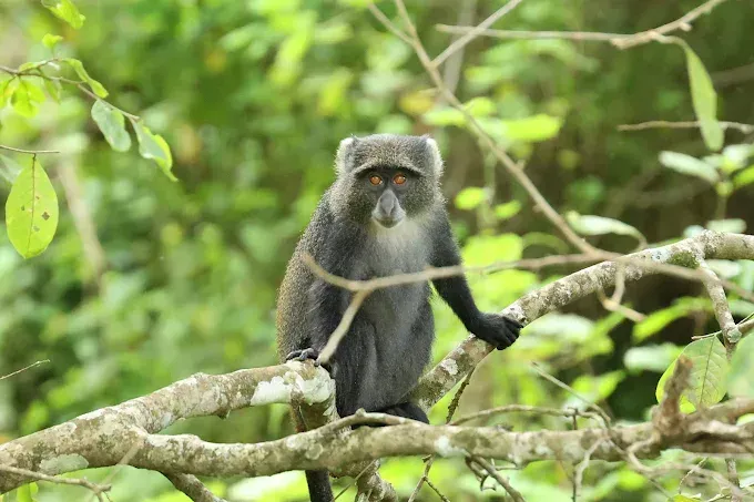 Best 1-Day Arusha National Park Safari Tour from Arusha & Moshi gallery image