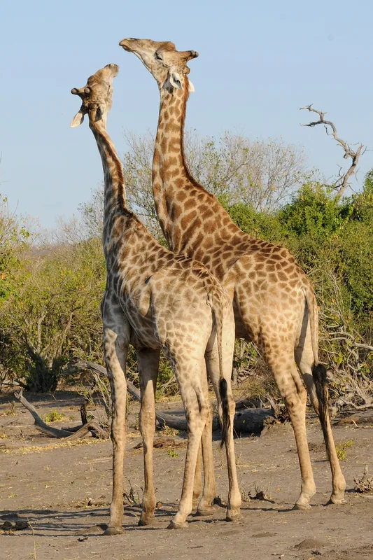 11 Days  Victoria Falls & Botswana Discoverer South Safari