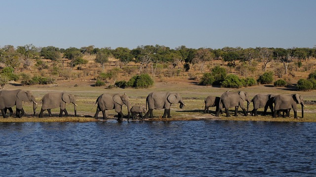 2-Day Easy Camping in Chobe gallery image