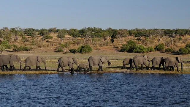 2-Day Affordable Tarangire Safari Adventure
