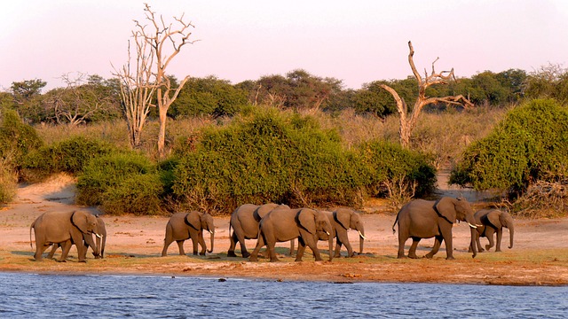 2-Day Chobe NP Victoria Falls Botswana and Zimbabwe