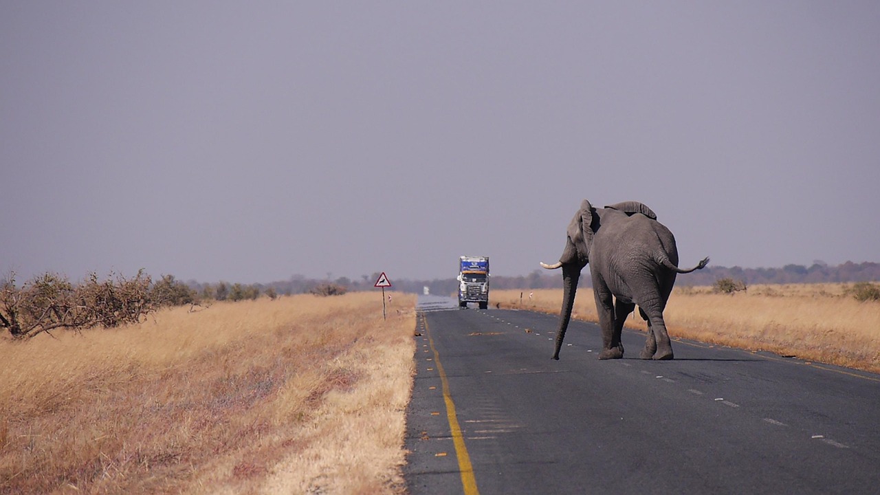 10 Days  Botswana Highlights All Inclusive 2026-2027 gallery image
