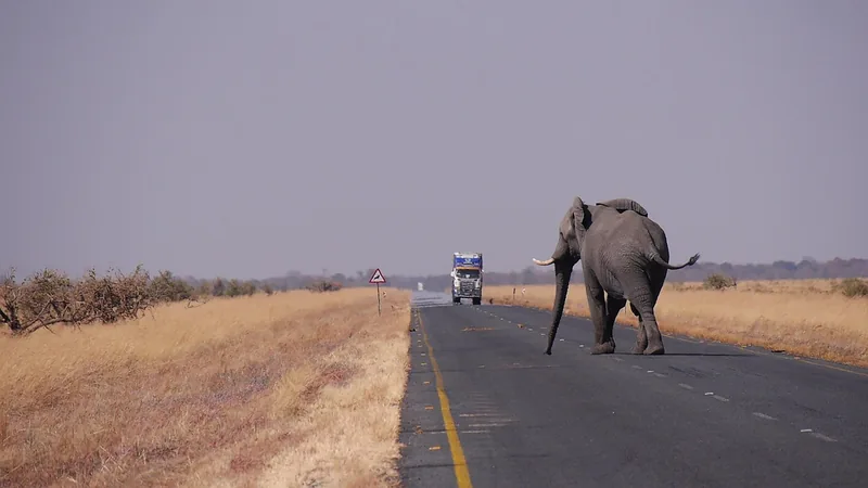 9 Days  Budget Camping Victoria Falls to Okavango Delta gallery image