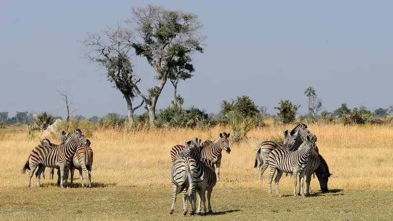 21-Day Cape to Victoria Falls Camping Safari gallery image