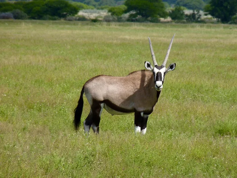 10 Days Victoria Falls, Hwange, Chobe and Okavango Delta gallery image