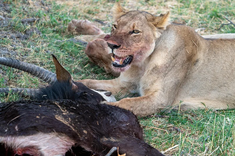 9 Days  Budget Camping Victoria Falls to Okavango Delta gallery image