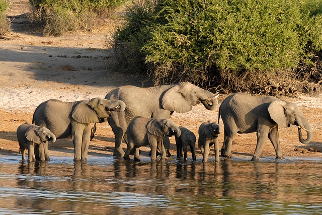 4-Day Mid-Range Victoria Falls and Chobe Safari Combo gallery image