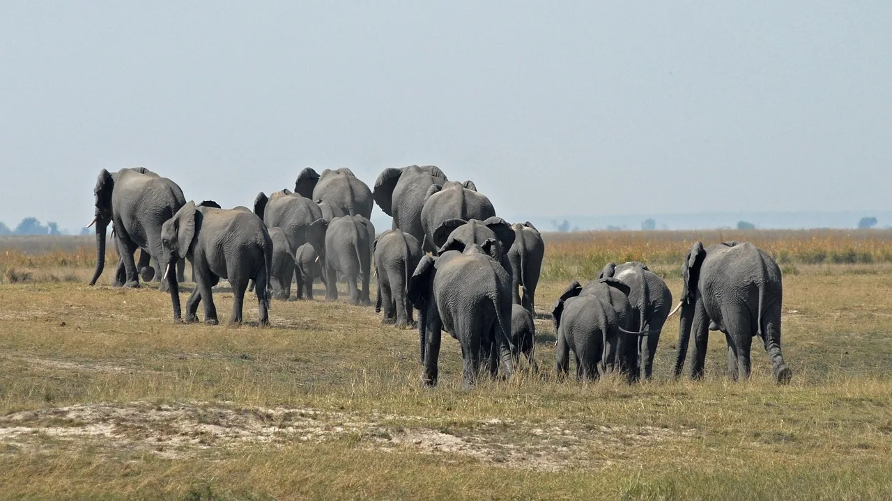 8 Days  Botswana North Best Highlight and Victoria Falls gallery image