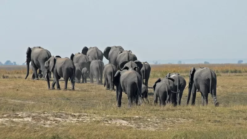  10 Days  Luxury Family Botswana Safari gallery image